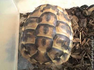 carapace de la tortue Hermann